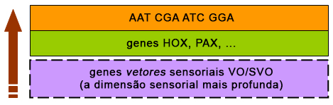 Genes vetores sensoriais
