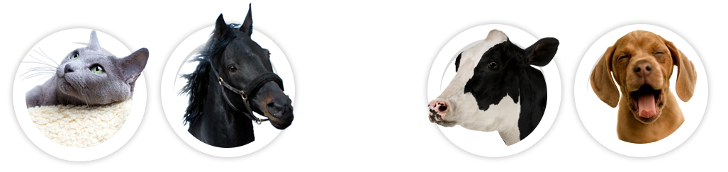 Felinos, equinos, bovinos e caninos - Zoosemiótica Sensorial