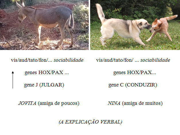 Explicação verbal Explicação verbal