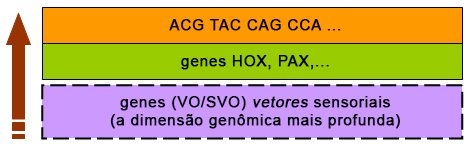 Genes vetores Genes vetores