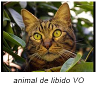 Animal de libido VO Animal de libido VO