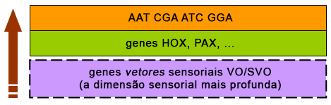 Genes vetores sensoriais Genes vetores sensoriais