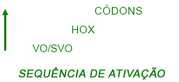 Sequencia de Ativação