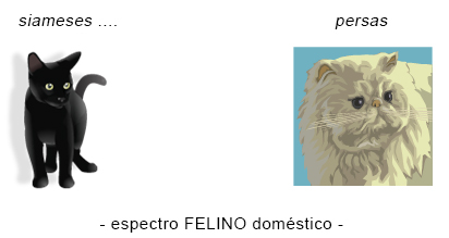 Aspecto felino Aspecto felino