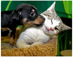 Felinos e caninos Felinos e caninos