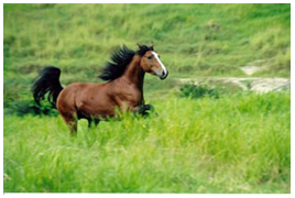 Sincronia mente e corpo Sincronia mente e corpo