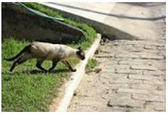 Voltando corpo Voltando corpo